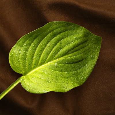 The Environmental Impact of Carbon-Neutral Leather by Marvin Genuine Leather | Premium Leather Collection Marvin Genuine Leather